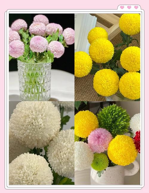 乒乓菊开过怎么处理,乒乓菊开完花后要全部剪掉吗-第6张图片-优品飞百科 乒乓菊开过怎么处理,乒乓菊开完花后要全部剪掉吗-第6张图片-优品飞百科