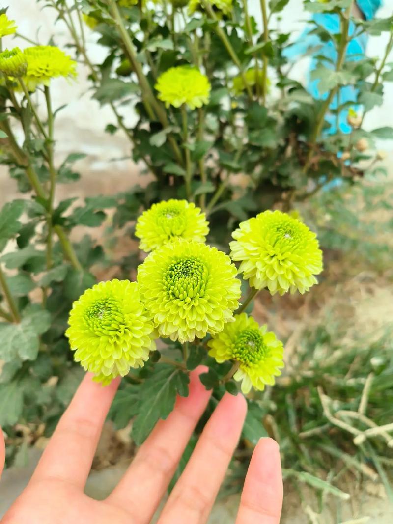 乒乓菊开过怎么处理,乒乓菊开完花后要全部剪掉吗-第7张图片-优品飞百科 乒乓菊开过怎么处理,乒乓菊开完花后要全部剪掉吗-第7张图片-优品飞百科