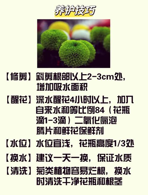 乒乓菊开过怎么处理,乒乓菊开完花后要全部剪掉吗-第8张图片-优品飞百科 乒乓菊开过怎么处理,乒乓菊开完花后要全部剪掉吗-第8张图片-优品飞百科