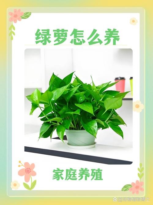 新买的绿萝怎么养，新买的绿萝怎么养护和浇水