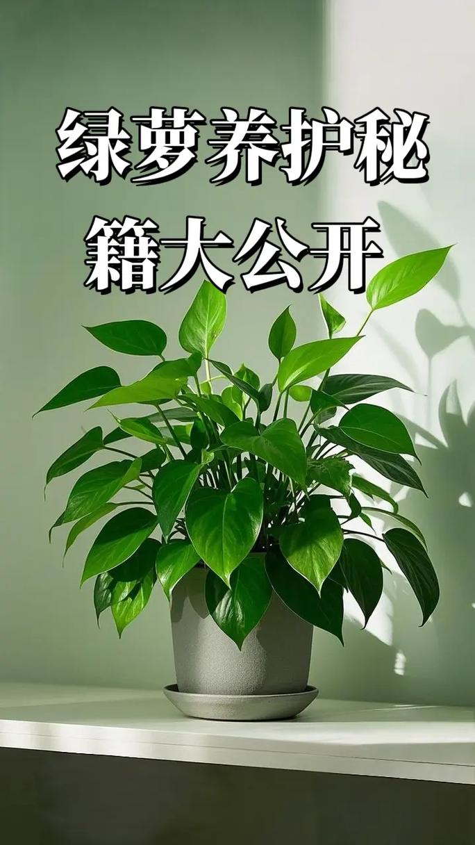 新买的绿萝怎么养，新买的绿萝怎么养护和浇水-第2张图片-优品飞百科