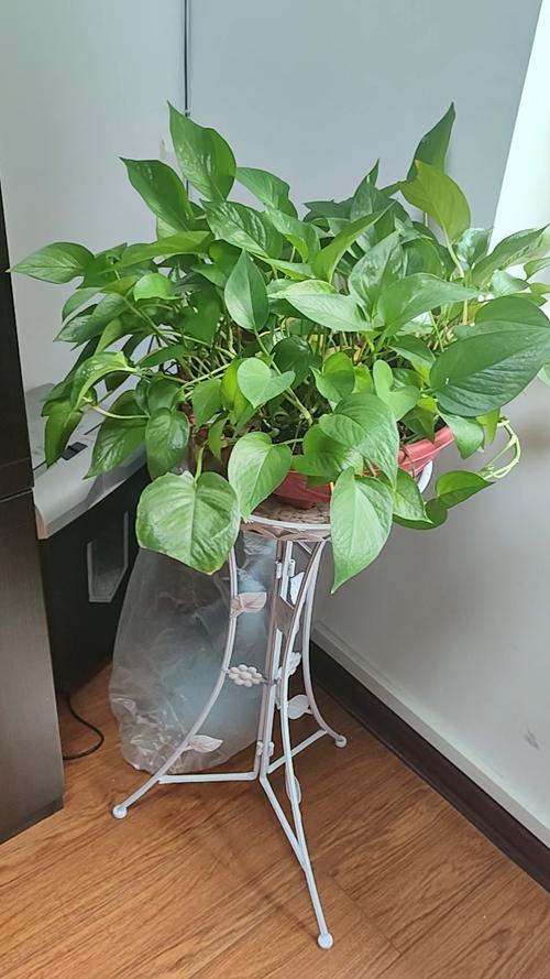 新买的绿萝怎么养，新买的绿萝怎么养护和浇水-第3张图片-优品飞百科