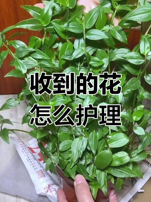 新买的绿萝怎么养，新买的绿萝怎么养护和浇水-第5张图片-优品飞百科