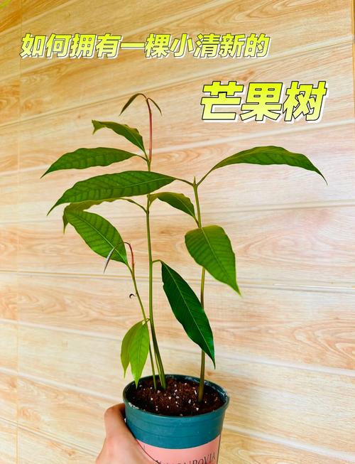 芒果怎么种植，芒果怎么种植方法