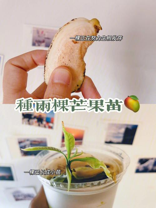 芒果怎么种植，芒果怎么种植方法-第2张图片-优品飞百科