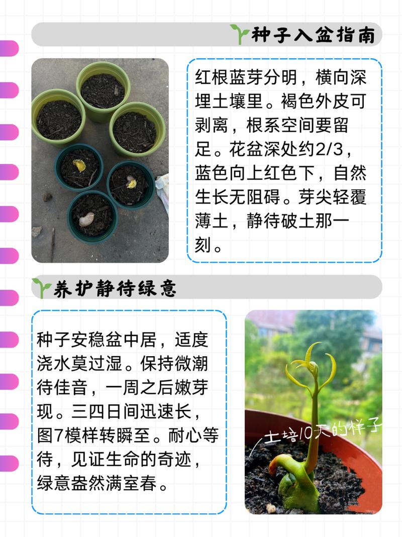 芒果怎么种植，芒果怎么种植方法-第3张图片-优品飞百科