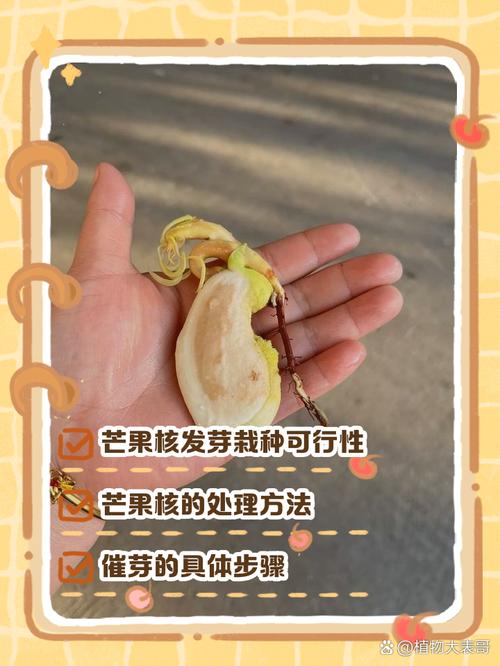 芒果怎么种植，芒果怎么种植方法-第4张图片-优品飞百科