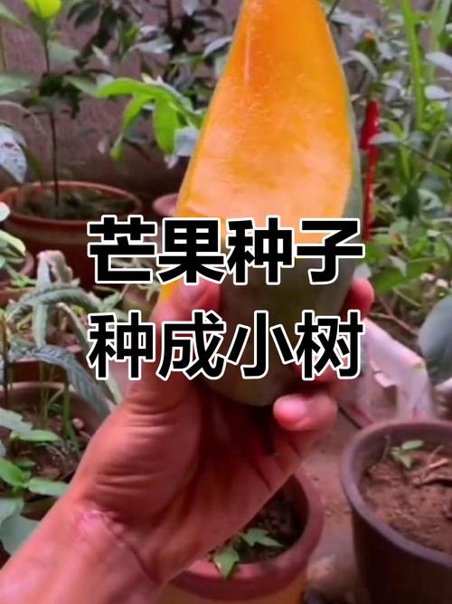 芒果怎么种植，芒果怎么种植方法-第6张图片-优品飞百科
