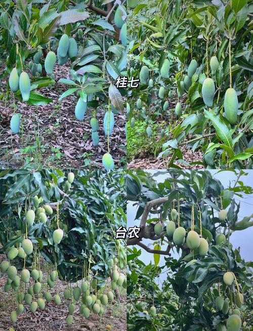 芒果怎么种植，芒果怎么种植方法-第7张图片-优品飞百科