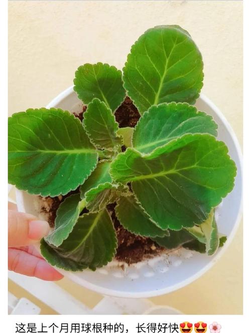 大岩桐如何换盆?大岩桐换盆的正确方法?-第1张图片-优品飞百科 大岩桐如何换盆?大岩桐换盆的正确方法?-第1张图片-优品飞百科