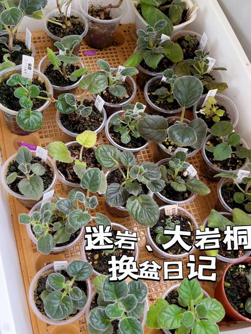 大岩桐如何换盆?大岩桐换盆的正确方法?-第3张图片-优品飞百科 大岩桐如何换盆?大岩桐换盆的正确方法?-第3张图片-优品飞百科