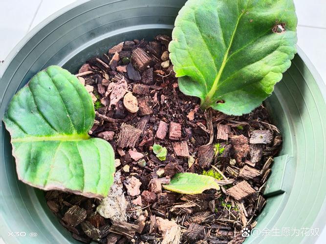 大岩桐如何换盆?大岩桐换盆的正确方法?-第4张图片-优品飞百科 大岩桐如何换盆?大岩桐换盆的正确方法?-第4张图片-优品飞百科