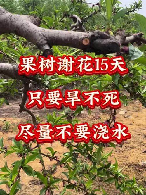 果树花期能浇水吗，果树花期可以浇水吗？