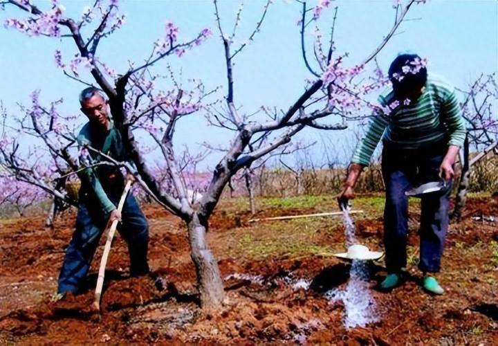 果树花期能浇水吗，果树花期可以浇水吗？-第4张图片-优品飞百科