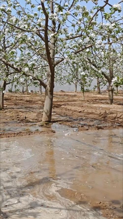 果树花期能浇水吗，果树花期可以浇水吗？-第5张图片-优品飞百科