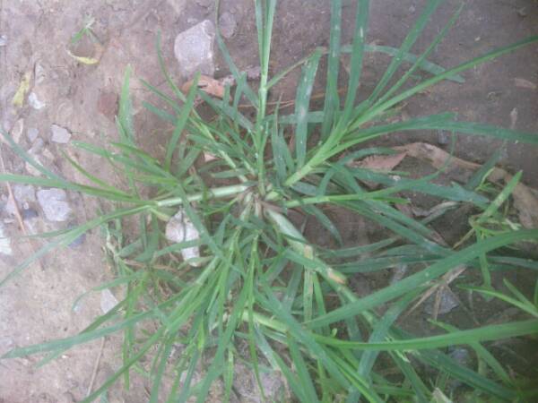 神香草的繁殖方式，神香草叶萼距花？