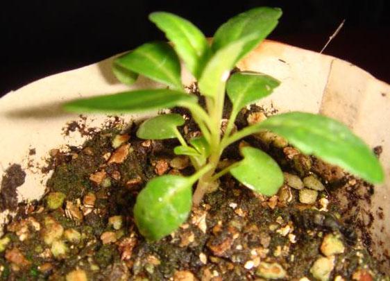 神香草的繁殖方式，神香草叶萼距花？-第2张图片-优品飞百科