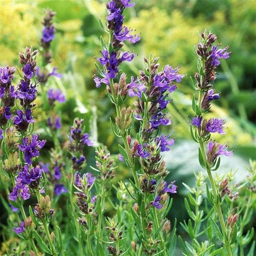 神香草的繁殖方式，神香草叶萼距花？-第4张图片-优品飞百科