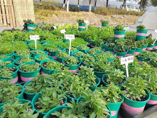 神香草的繁殖方式，神香草叶萼距花？-第3张图片-优品飞百科