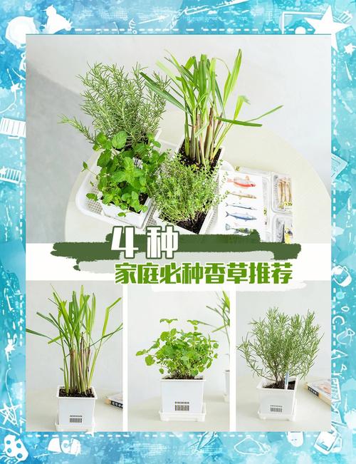 神香草的繁殖方式，神香草叶萼距花？-第5张图片-优品飞百科