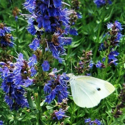 神香草的繁殖方式，神香草叶萼距花？-第6张图片-优品飞百科