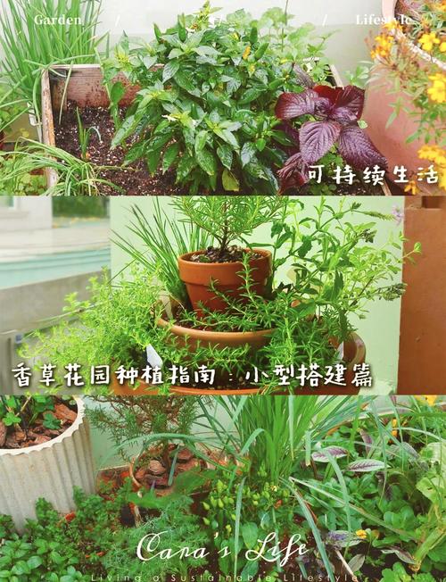 神香草的繁殖方式，神香草叶萼距花？-第7张图片-优品飞百科