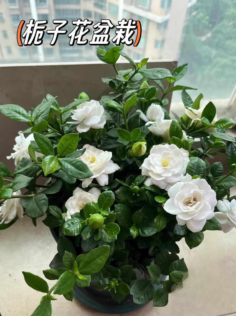 栀子花的花期一年几次?栀子花一年几个花期?-第2张图片-优品飞百科 栀子花的花期一年几次?栀子花一年几个花期?-第2张图片-优品飞百科