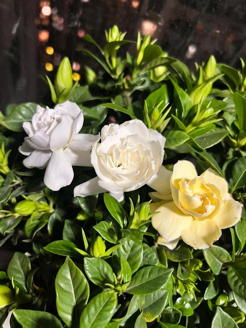 栀子花的花期一年几次?栀子花一年几个花期?-第3张图片-优品飞百科 栀子花的花期一年几次?栀子花一年几个花期?-第3张图片-优品飞百科