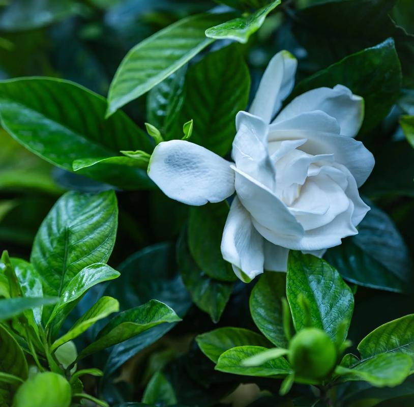 栀子花的花期一年几次?栀子花一年几个花期?-第4张图片-优品飞百科 栀子花的花期一年几次?栀子花一年几个花期?-第4张图片-优品飞百科