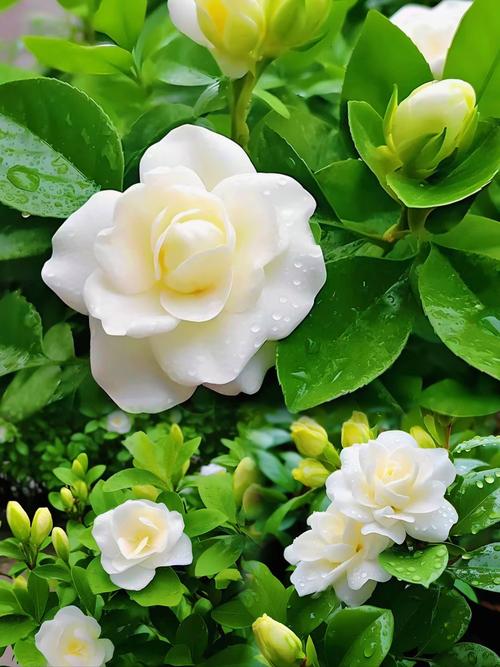 栀子花的花期一年几次?栀子花一年几个花期?-第5张图片-优品飞百科 栀子花的花期一年几次?栀子花一年几个花期?-第5张图片-优品飞百科