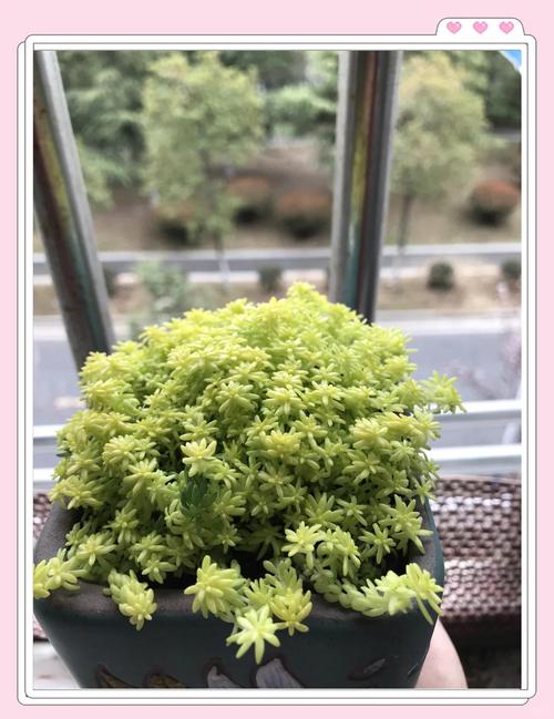 黄金万年草的养殖方法,黄金万年草的种植方法-第1张图片-优品飞百科 黄金万年草的养殖方法,黄金万年草的种植方法-第1张图片-优品飞百科