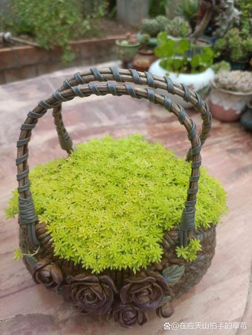 黄金万年草的养殖方法,黄金万年草的种植方法-第2张图片-优品飞百科 黄金万年草的养殖方法,黄金万年草的种植方法-第2张图片-优品飞百科