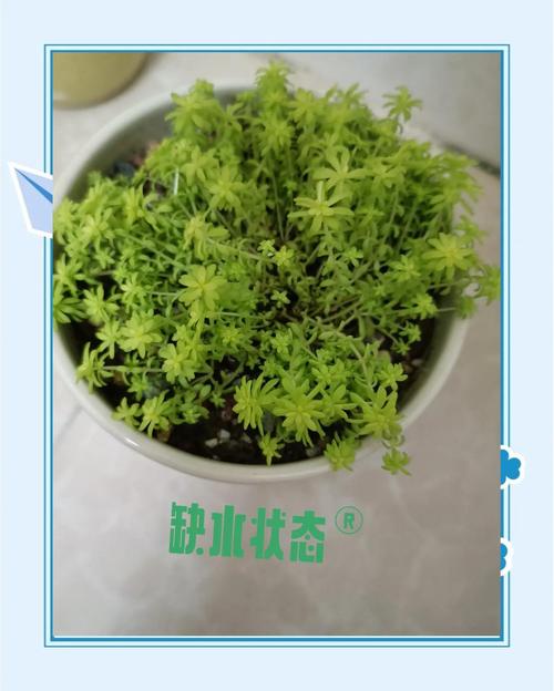 黄金万年草的养殖方法,黄金万年草的种植方法-第3张图片-优品飞百科 黄金万年草的养殖方法,黄金万年草的种植方法-第3张图片-优品飞百科