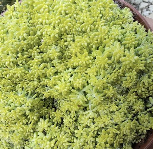 黄金万年草的养殖方法,黄金万年草的种植方法-第4张图片-优品飞百科 黄金万年草的养殖方法,黄金万年草的种植方法-第4张图片-优品飞百科