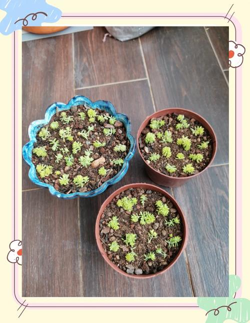 黄金万年草的养殖方法,黄金万年草的种植方法-第5张图片-优品飞百科 黄金万年草的养殖方法,黄金万年草的种植方法-第5张图片-优品飞百科