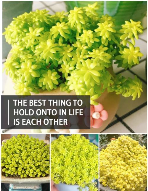 黄金万年草的养殖方法,黄金万年草的种植方法-第6张图片-优品飞百科 黄金万年草的养殖方法,黄金万年草的种植方法-第6张图片-优品飞百科