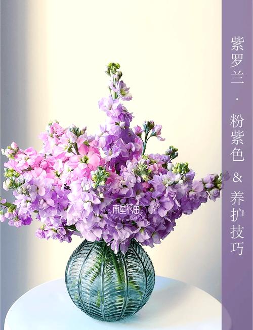 紫罗兰花在家里怎么养？紫罗兰兰花怎么养？