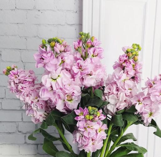 紫罗兰花在家里怎么养？紫罗兰兰花怎么养？-第2张图片-优品飞百科