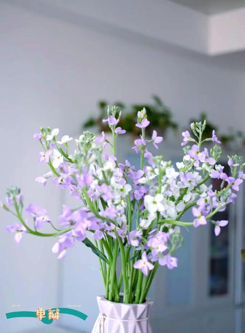 紫罗兰花在家里怎么养？紫罗兰兰花怎么养？-第4张图片-优品飞百科