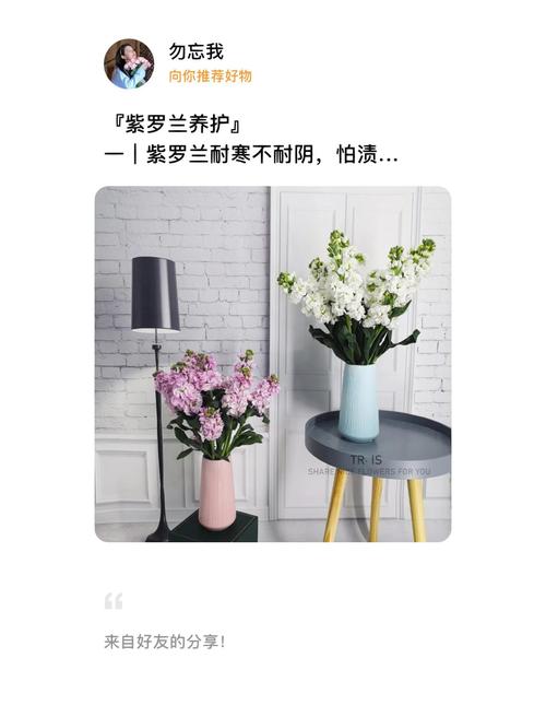 紫罗兰花在家里怎么养？紫罗兰兰花怎么养？-第5张图片-优品飞百科