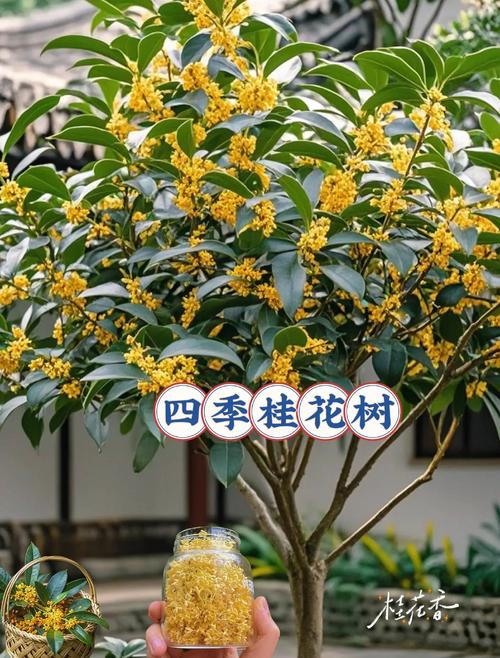 桂花盆栽里掺点“它”，盆栽桂花上盆用什么底肥？