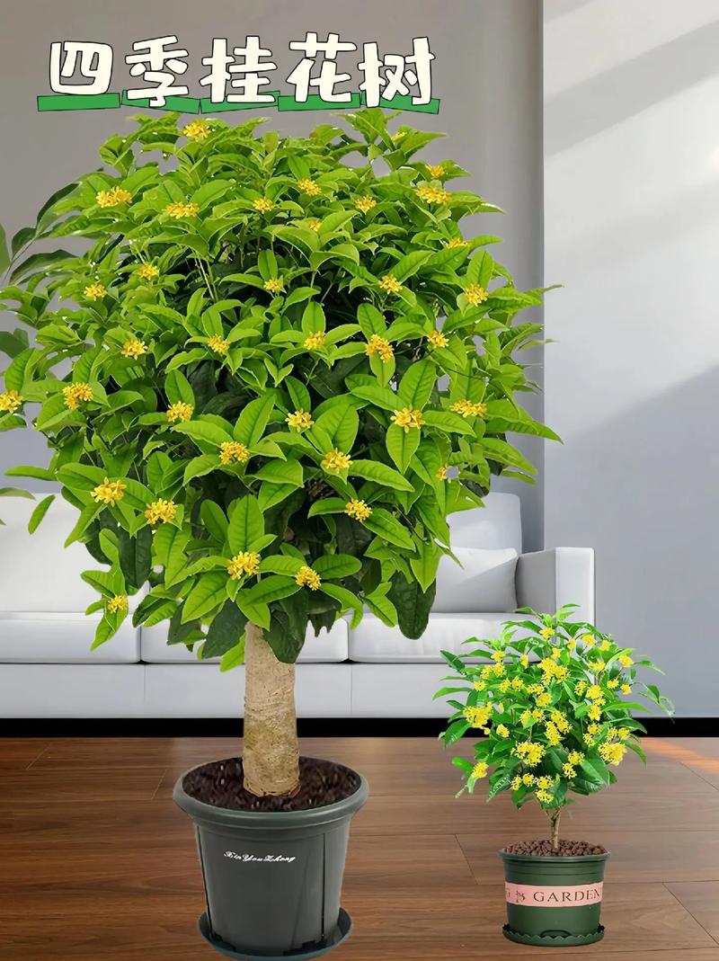 桂花盆栽里掺点“它”，盆栽桂花上盆用什么底肥？-第2张图片-优品飞百科