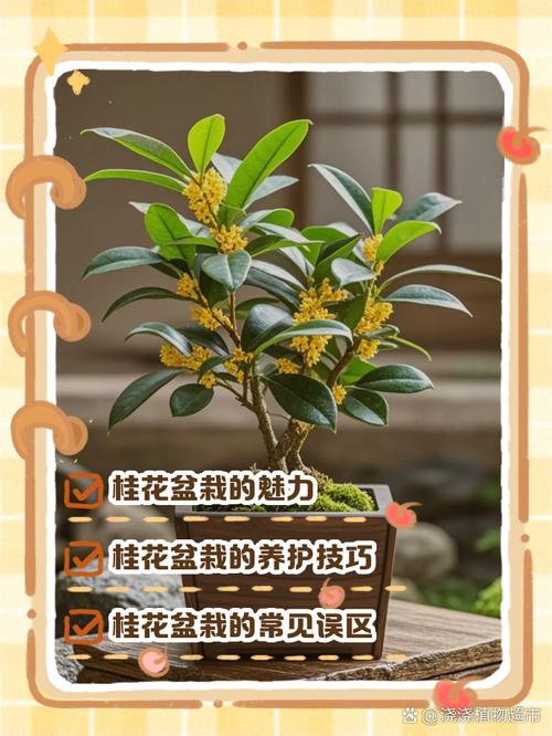 桂花盆栽里掺点“它”，盆栽桂花上盆用什么底肥？-第3张图片-优品飞百科