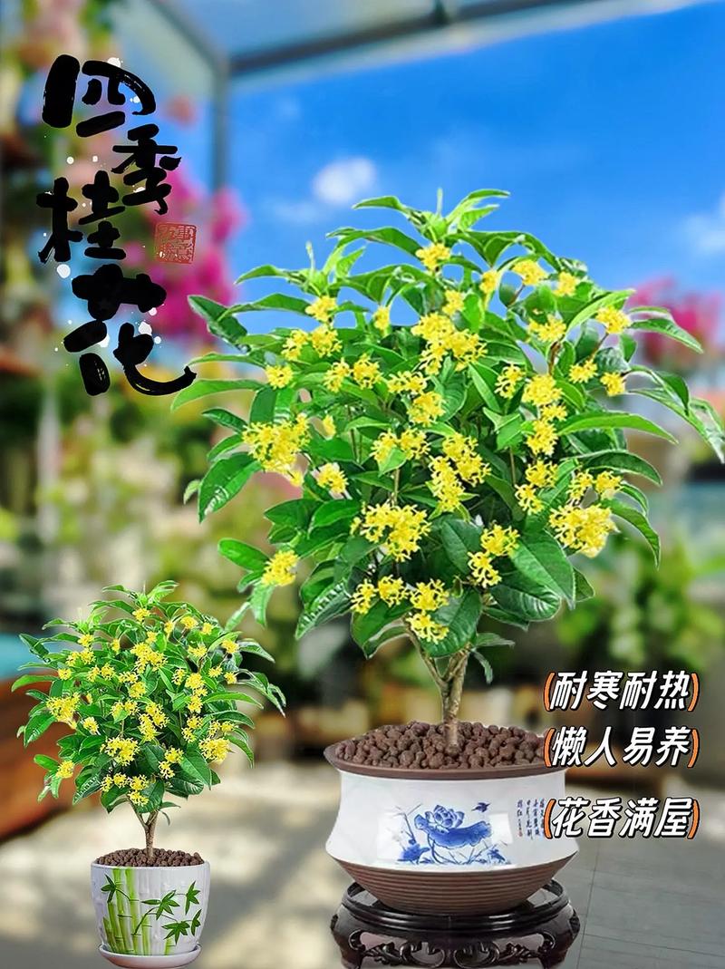 桂花盆栽里掺点“它”，盆栽桂花上盆用什么底肥？-第5张图片-优品飞百科