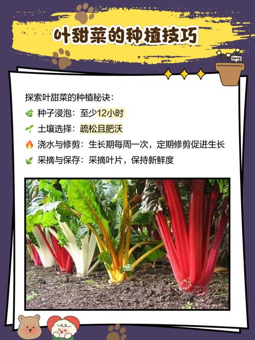 叶菾菜种子怎么种？叶菜类种植技巧？-第2张图片-优品飞百科
