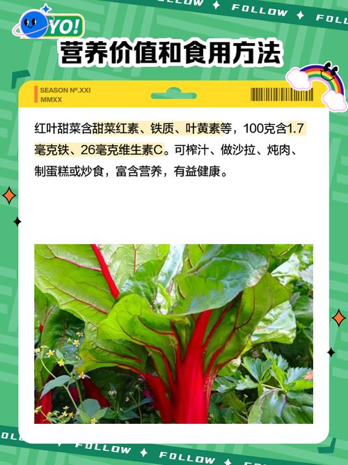 叶菾菜种子怎么种？叶菜类种植技巧？-第3张图片-优品飞百科