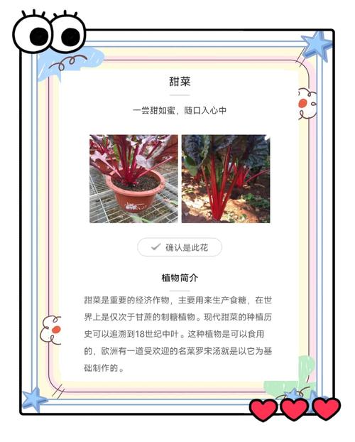 叶菾菜种子怎么种？叶菜类种植技巧？-第4张图片-优品飞百科