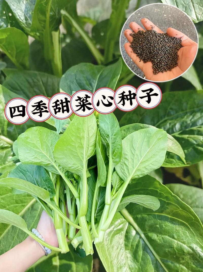 叶菾菜种子怎么种？叶菜类种植技巧？-第5张图片-优品飞百科
