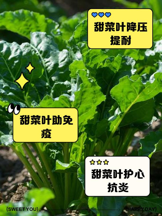 叶菾菜种子怎么种？叶菜类种植技巧？-第6张图片-优品飞百科