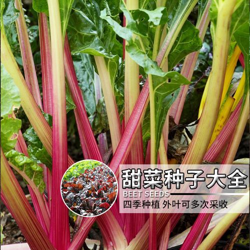 叶菾菜种子怎么种？叶菜类种植技巧？-第7张图片-优品飞百科